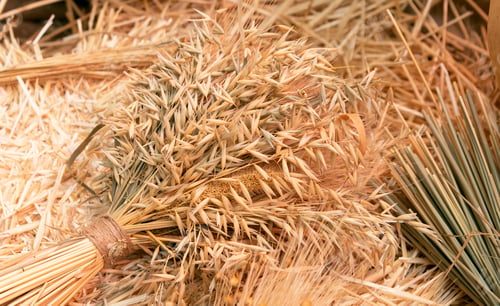 Preview: cut sheaf of grain crops. natural beige background
