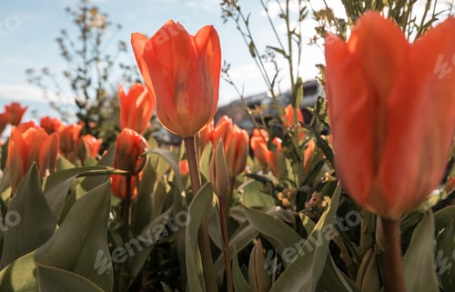 Preview: Tulip