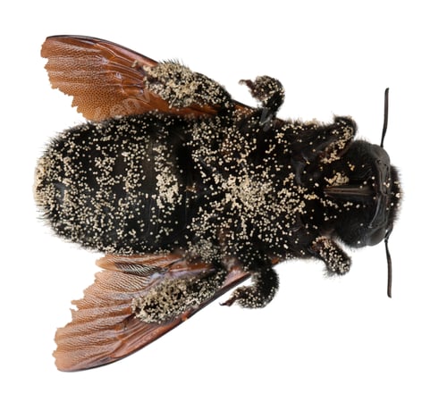 Preview: Female Carpenter bee covered with pollen grains, Apis violacea, in front of white background