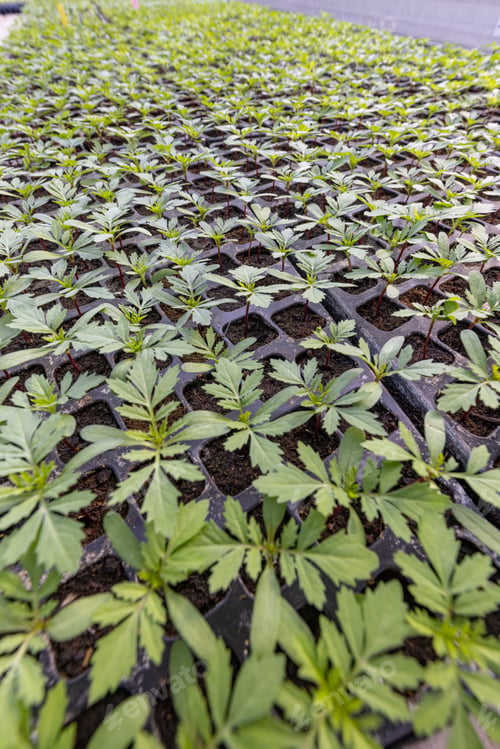 Preview: Flower industry business