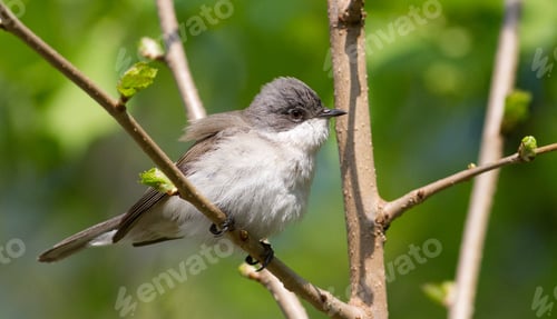 Preview: Lesser whitethroat, Sylvia curruca. Little songbird. Close-up