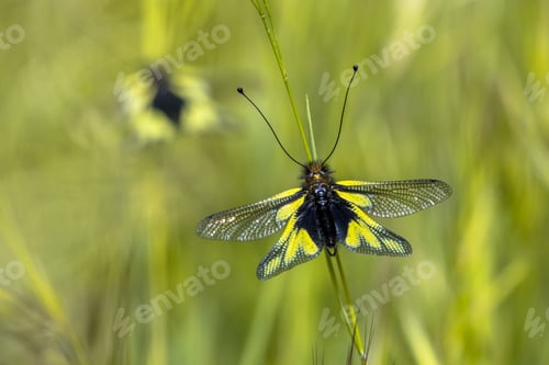 Dos insectos azufrados
