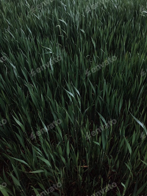 Preview: Grass