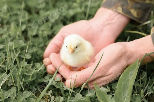 Preview: cute little tiny newborn yellow baby chick in male hands of farmer on green grass background