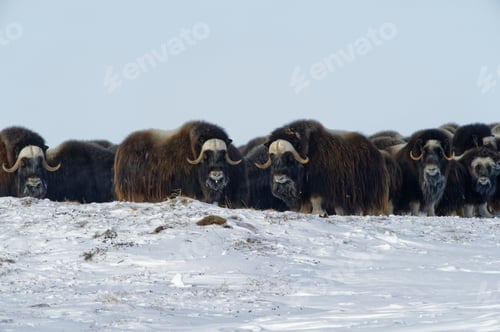 Preview: musk ox facing on Herschel Island Yukon, Canada Winter