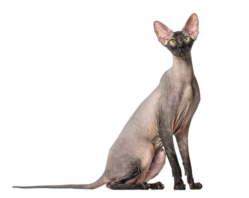Preview: Peterbald, naked cat, isolated on white