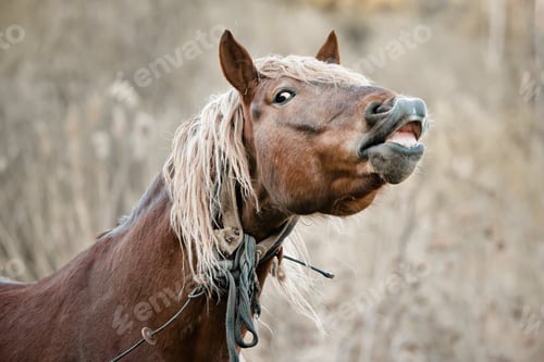 Preview: beautiful horse