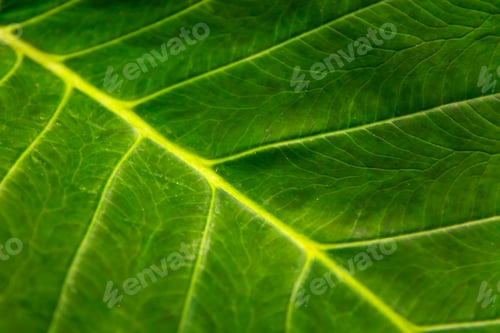 Preview: Fresh green leaf texture