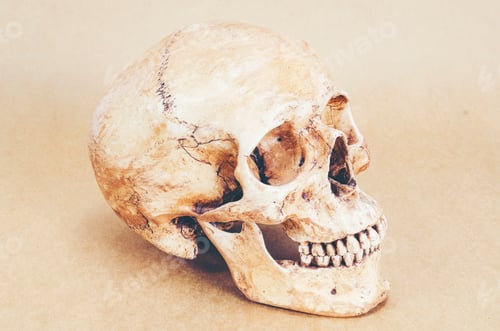 Preview: human skull anatomy on background, vintage filter image