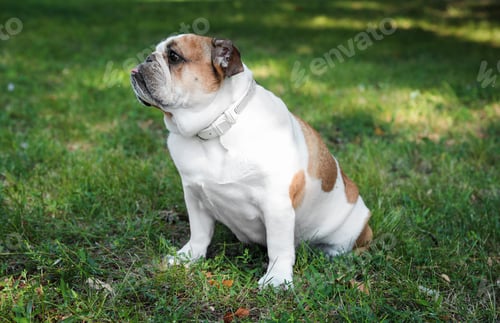 Preview: Funny English bulldog on green grass in park