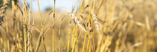 Preview: Ears of wheat growing in the field. The concept of harvesting.
