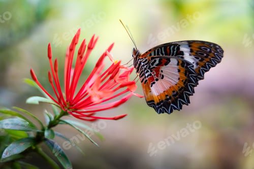 Preview: Macro of a beautiful butterfly on a plant at Butterfly Sanctuary, Lazi, Siquijor, Philippines