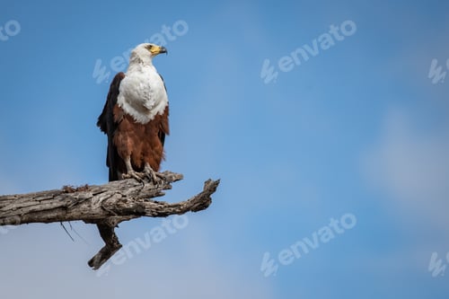 Preview: An African fish eagle, Haliaeetus vocifer, sits on a branch, blue sky background