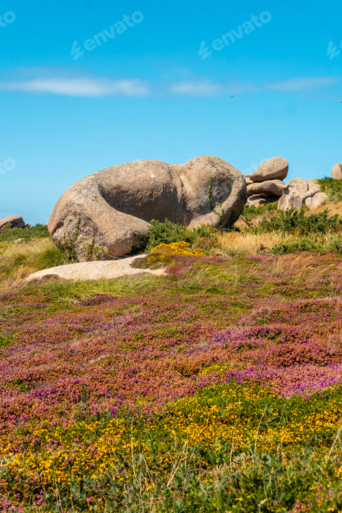 Preview: Pink and yellow flowers along Lighthouse Mean Ruz, port of Ploumanach
