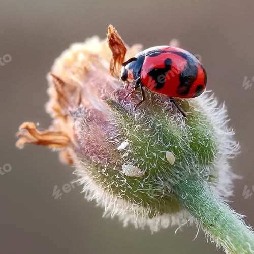 Preview: Ladybug