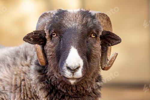 Preview: Navajo-Churro Sheep Closeup Looking Forward