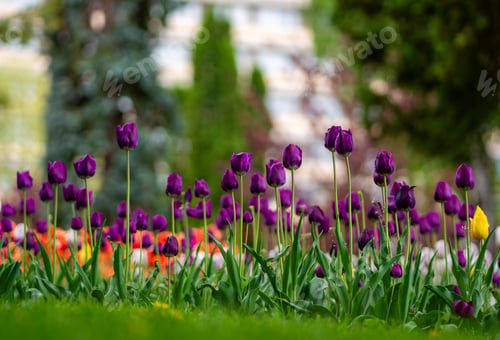 Preview: Tulips blossom in a green meadow
