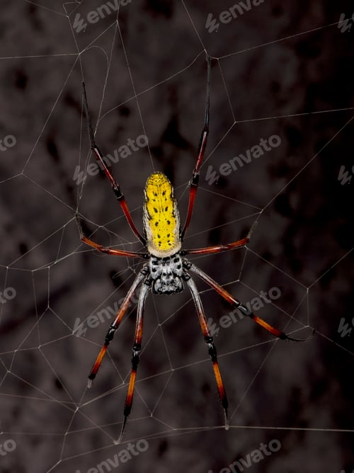 Preview: golden orb-web spider - Nephila inaurata madagascariensis