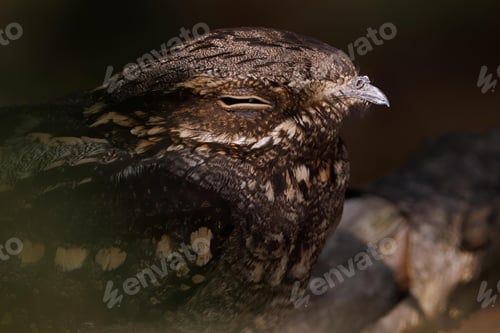Preview: Close-up of a nightjar bird camouflaged against a tree branch in a natural habitat