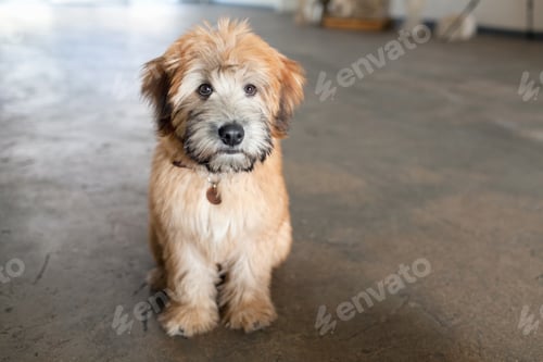 Preview: Portrait of puppy sitting on kitchen floor