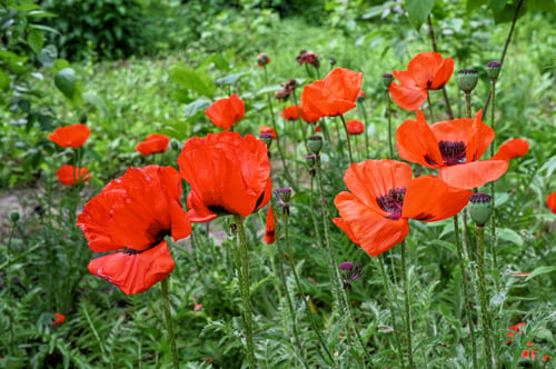 Preview: Red poppy flower on green leaves background