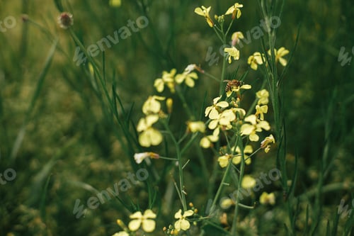 Preview: Bee pollinating wildflowers in summer field. Bee sitting on yellow flowers close up