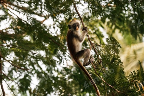 Preview: Red Colobus Monkey in Zanzibar, tropical wildlife