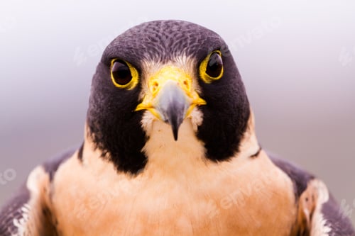 Preview: Peregrine Falcon