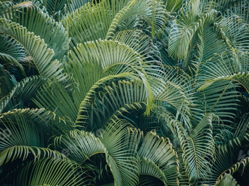 Preview: Palm leaves overlapping each other makes for a beautiful tropical background