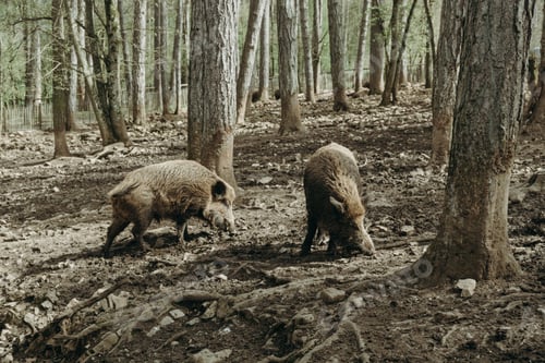 Preview: Two wild boars in the forest among the trees.