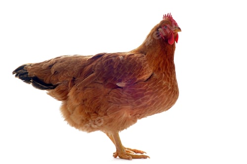 Preview: brown hen