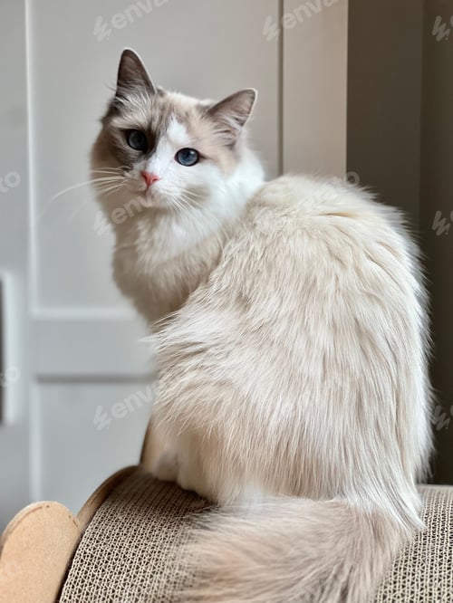 Preview: Fluffy Ragdoll Cat with Blue Eyes