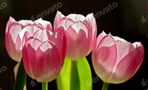 Preview: Adding a little colour to springtime
