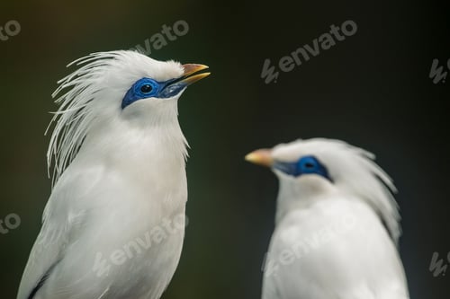 Preview: Profile view of two Bali myna birds before the dark background