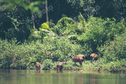 Preview: Sambar deers in Khao Yai national park, UNESCO site, Thailand.