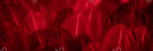 Preview: macro photo of red hen feathers. background or textura