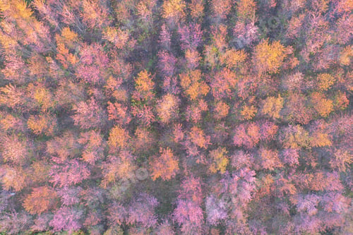 Preview: Sakura cherry flowers blossom trees of national park. Natural landscape background. Pink color