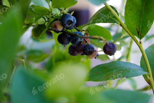 Preview: close up blueberry fruit with green leaves for gardening background.