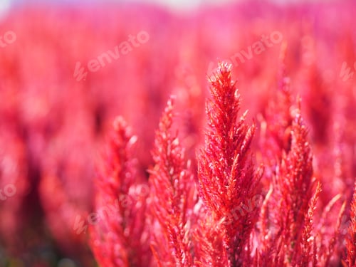 Preview: Cocks comb, Foxtail amaranth, red color Celosia argentea AMARANTHACEAE flowers blooming in garden