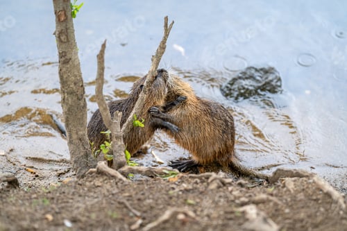 Preview: nutria fighting for food on the river bank