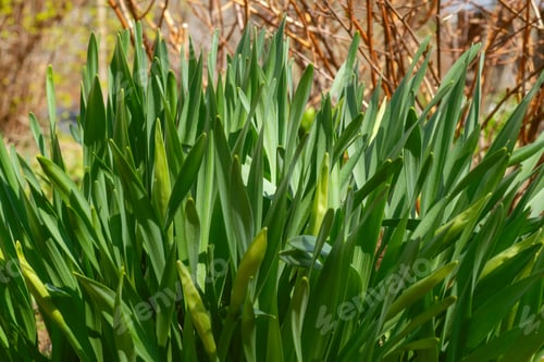 Preview: Green onions texture background.