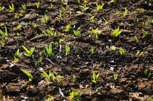 Preview: Tulips are growing. Early sprouts of tulips in a row in the park on a sunny day. Sunlight on sprout