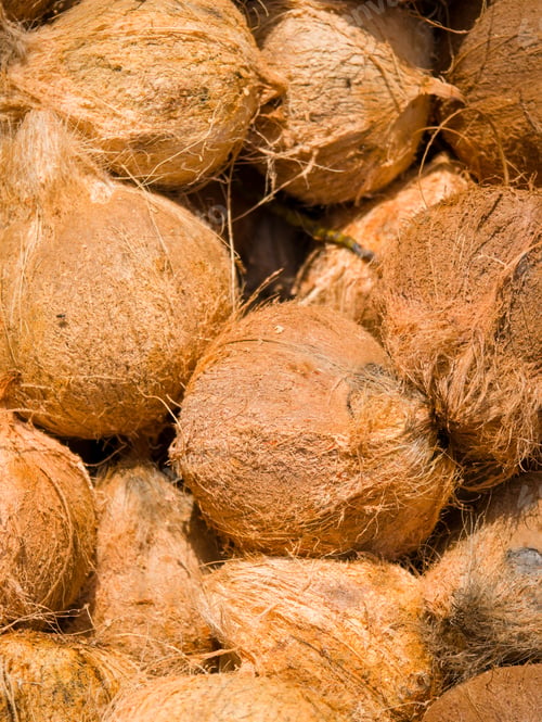 Preview: Fresh coconuts at the openair market i