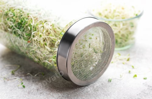 Preview: Microgreens grown in a jar.
