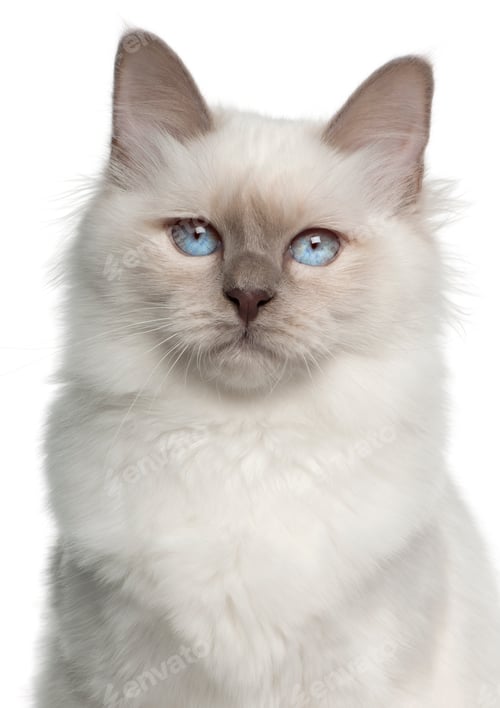 Preview: Portrait of Birman cat, 5 months old, in front of white background