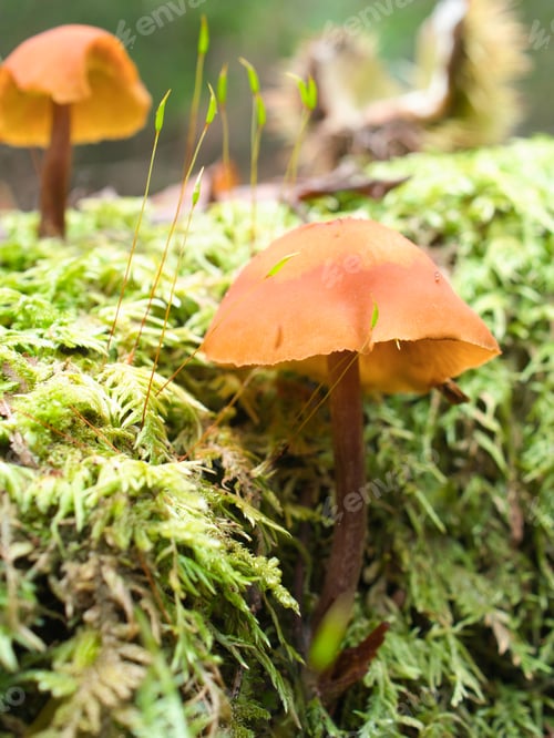 Preview: Mushrooms found in Japanese forests