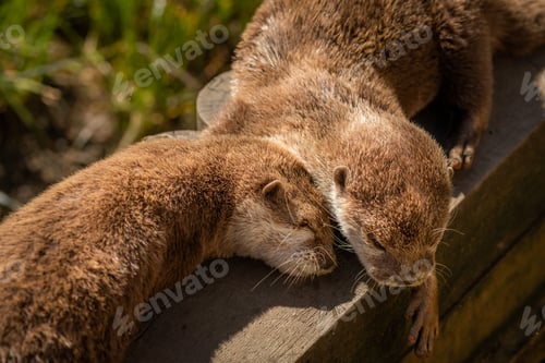 Preview: Closeup shot of two Asian small-clawed otters sleeping outdoor in the sunlight