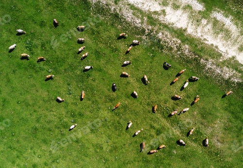 Preview: Aerial view of cows herd grazing on pasture