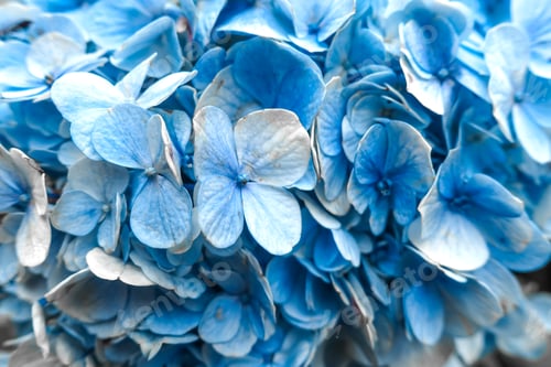 Preview: Blue hydrangea flower
