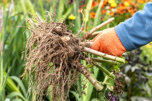 Preview: Hands hold dahlia tubers, just dug out of the ground for winter storage.